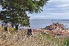 remains arboriduc sault au moutons north shore st lawrence river quebec canada october octobre 2010