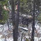moose trans labrador highway 500 labrador city happy valley goose bay canada october octobre 2010