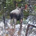 moose trans labrador highway 500 labrador city happy valley goose bay canada october octobre 2010