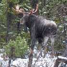 moose trans labrador highway 500 labrador city happy valley goose bay canada october octobre 2010