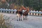 moose trans labrador highway labrador coastal drive highway 510 canada october octobre 2010