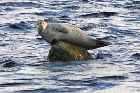 grey seal avalon south east coast newfoundland canada october octobre 2010