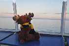 strawberry moose st lawrence river ferry les escoumins trois pistoles quebec canada september septembre 2011