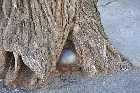 cannon ball embedded in tree rue st louis ville de quebec city canada avril april 2012