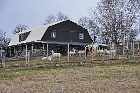 alpaca farm les eboulements charlevoix quebec st lawrence river north shore canada mai may 2012 copyright free photo royalty free photo