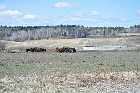 cattle agriculture saguenay fjord highway 172 quebec canada mai may 2012