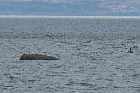 whale les bergeronnes highway 138 north shore st lawrence river quebec canada mai may 2012