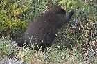 porcupine trans labrador highway 389 baie comeau quebec labrador city canada october octobre 2010