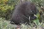 porcupine trans labrador highway 389 baie comeau quebec labrador city canada october octobre 2010