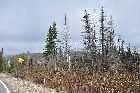 dead fir trees forest fire trans labrador highway 389 baie comeau quebec labrador city canada october octobre 2010