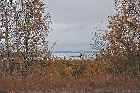 trans labrador highway churchill falls happy valley head of goose bay canada october octobre 2010