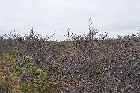 Norse tree bush shrub vegetation vinland l'anse aux meadows newfoundland canada october octobre 2010