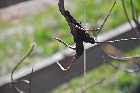 plant growth north shore st lawrence river quebec canada mai may 2012