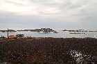 lower north shore gulf of st lawrence deciduous scrub  harrington harbour quebec canada  mai may 2012