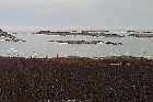 lower north shore gulf of st lawrence deciduous scrub vegetation harrington harbour quebec canada  mai may 2012