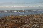 lower north shore gulf of st lawrence harrington harbour quebec canada  mai may 2012