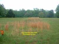 Petersburg entrenchments